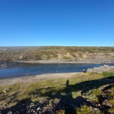 Gullkvorn